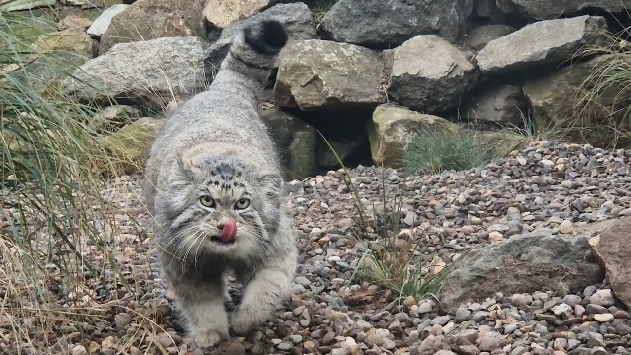 Pallas's cat Akiko getting used to his new home at Edinburgh Zoo IMAGE Andrew Laing 2024